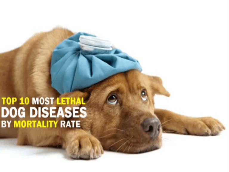 Top 10 Most Common Dog Diseases – Symptoms 2022
