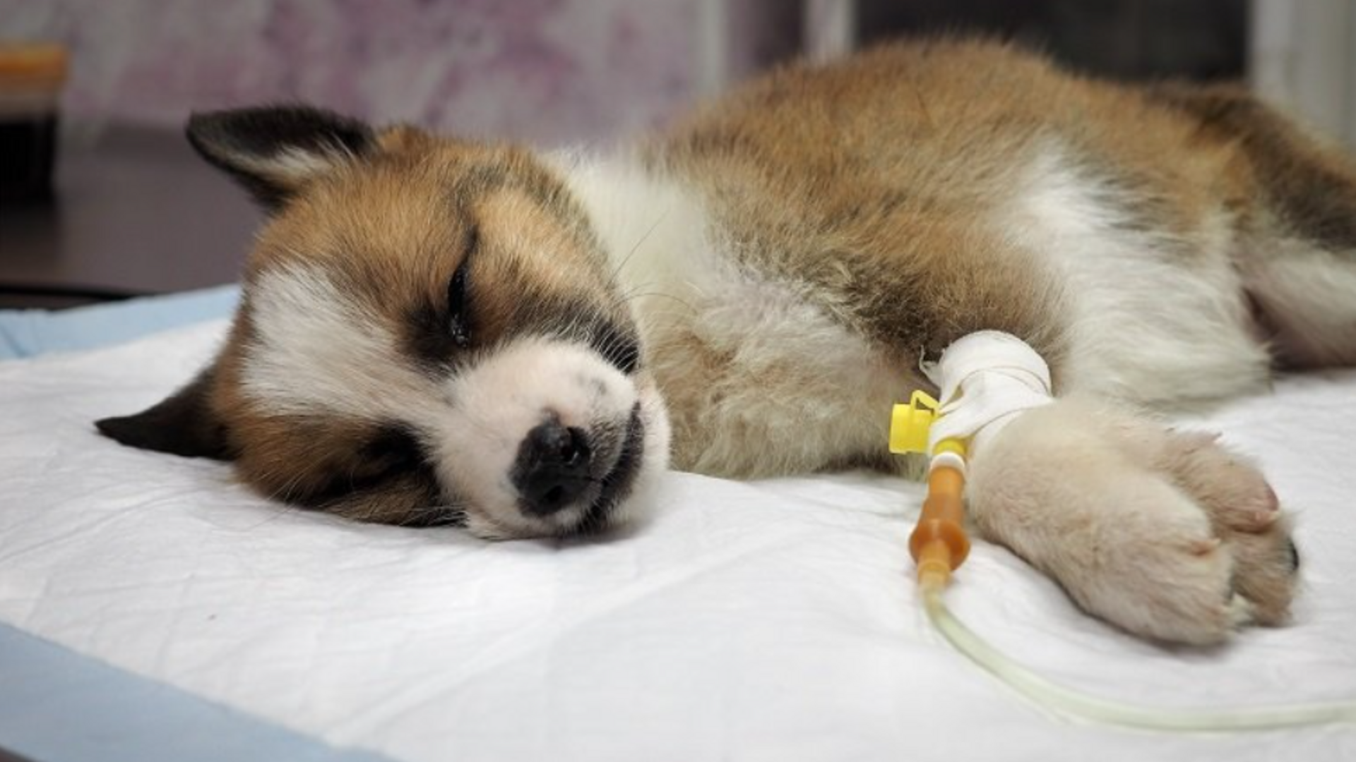 How Puppies Get Parvo? Is Parvo Dangerous? Expert Guide Down Town