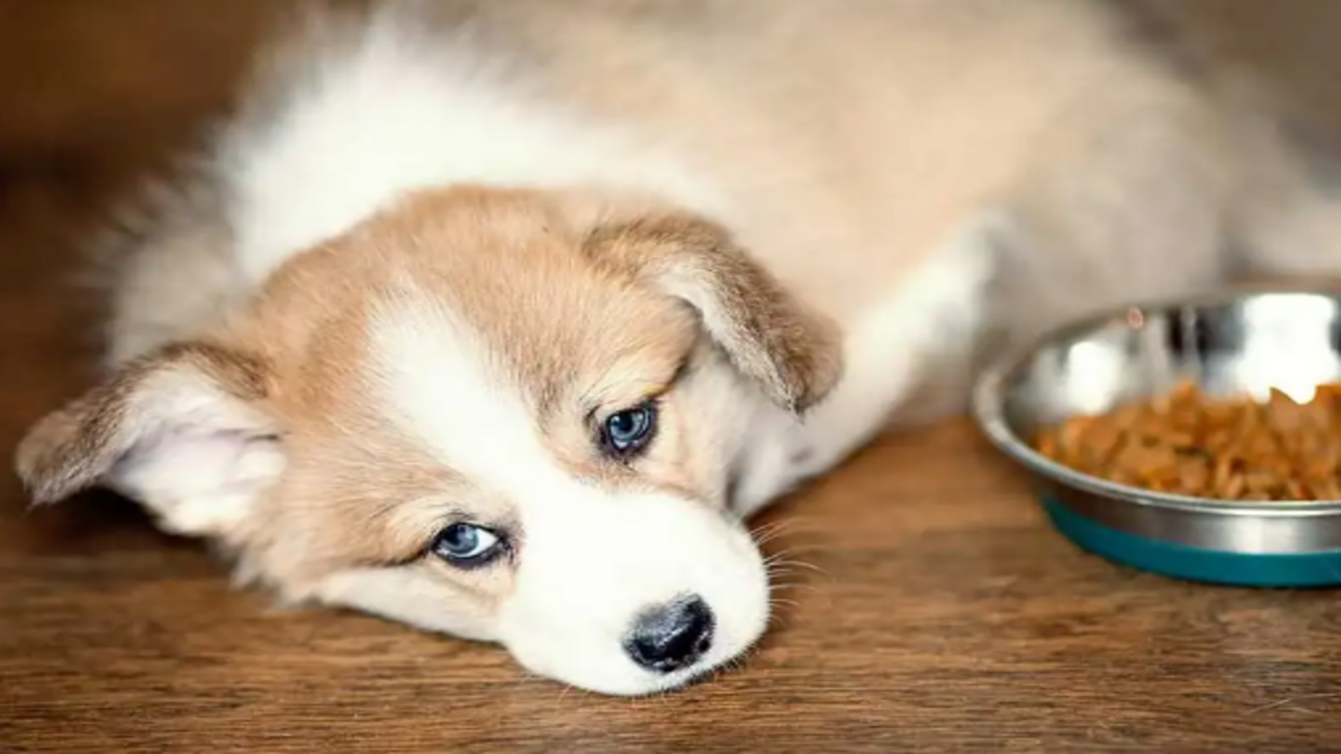 What To Feed a Puppy with Parvo Food Plan Down Town Animals