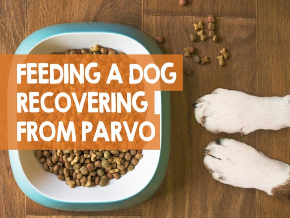 What To Feed a Puppy with Parvo