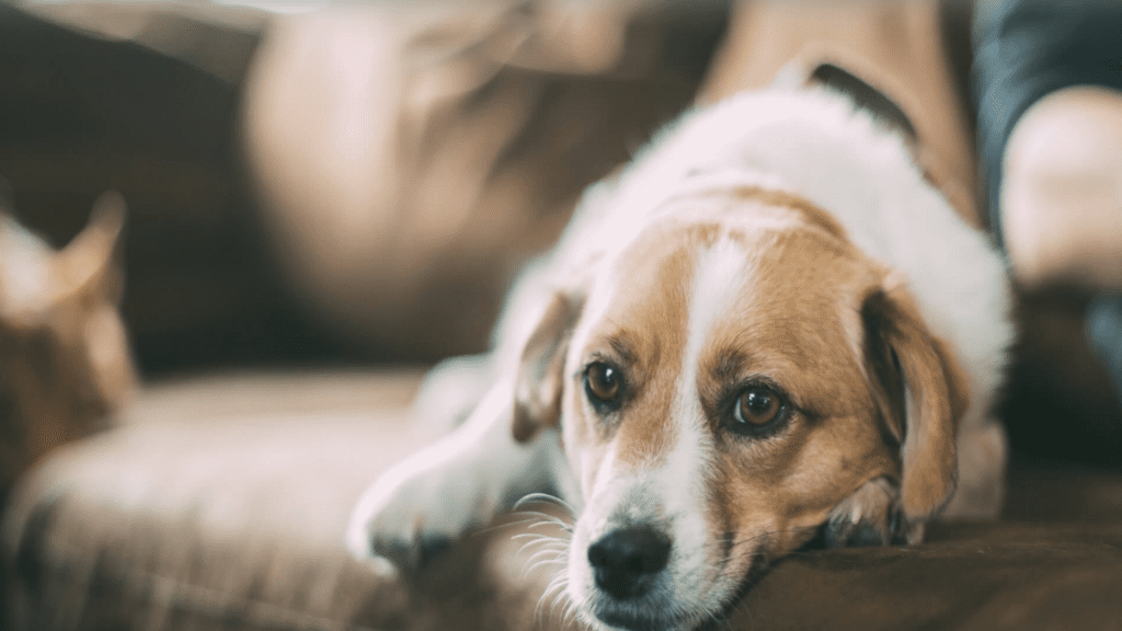 Dog behaviour Change After Vaccination 
