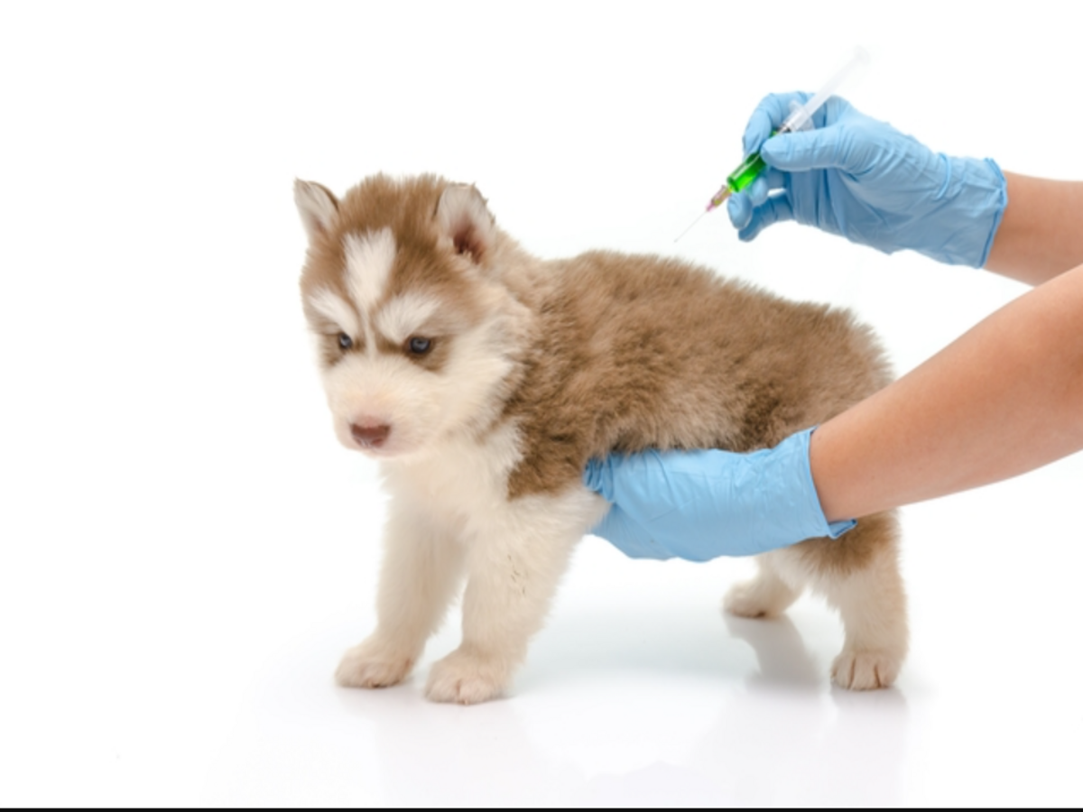 Puppy After Vaccination Side Effects