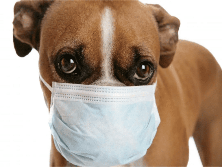 Stages Of Parvo Recovery – Contact To Recovery
