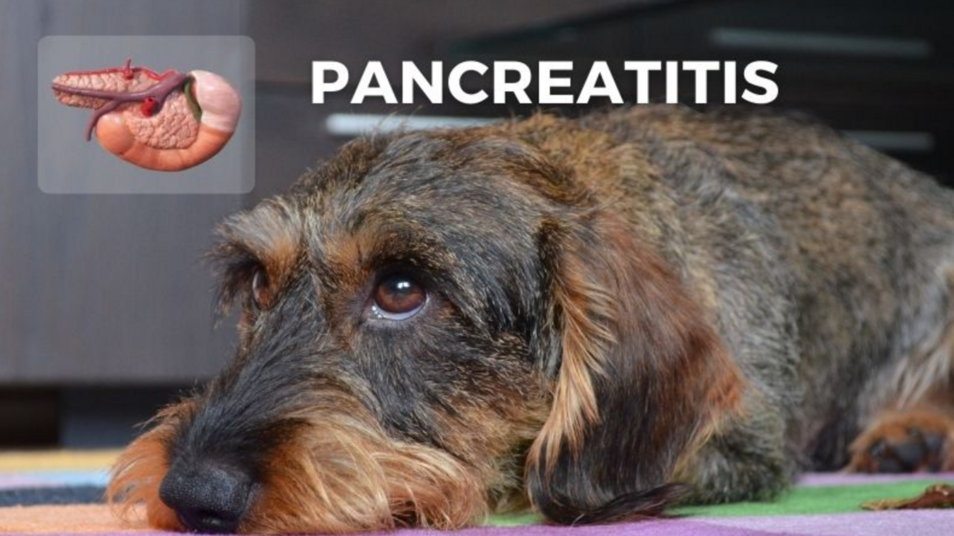 What To Feed a Puppy with Parvo Food Plan Down Town Animals