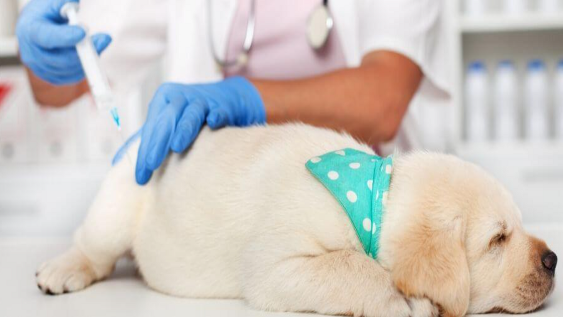 Puppy After Vaccination Side Effects What To Expect Down Town Animals