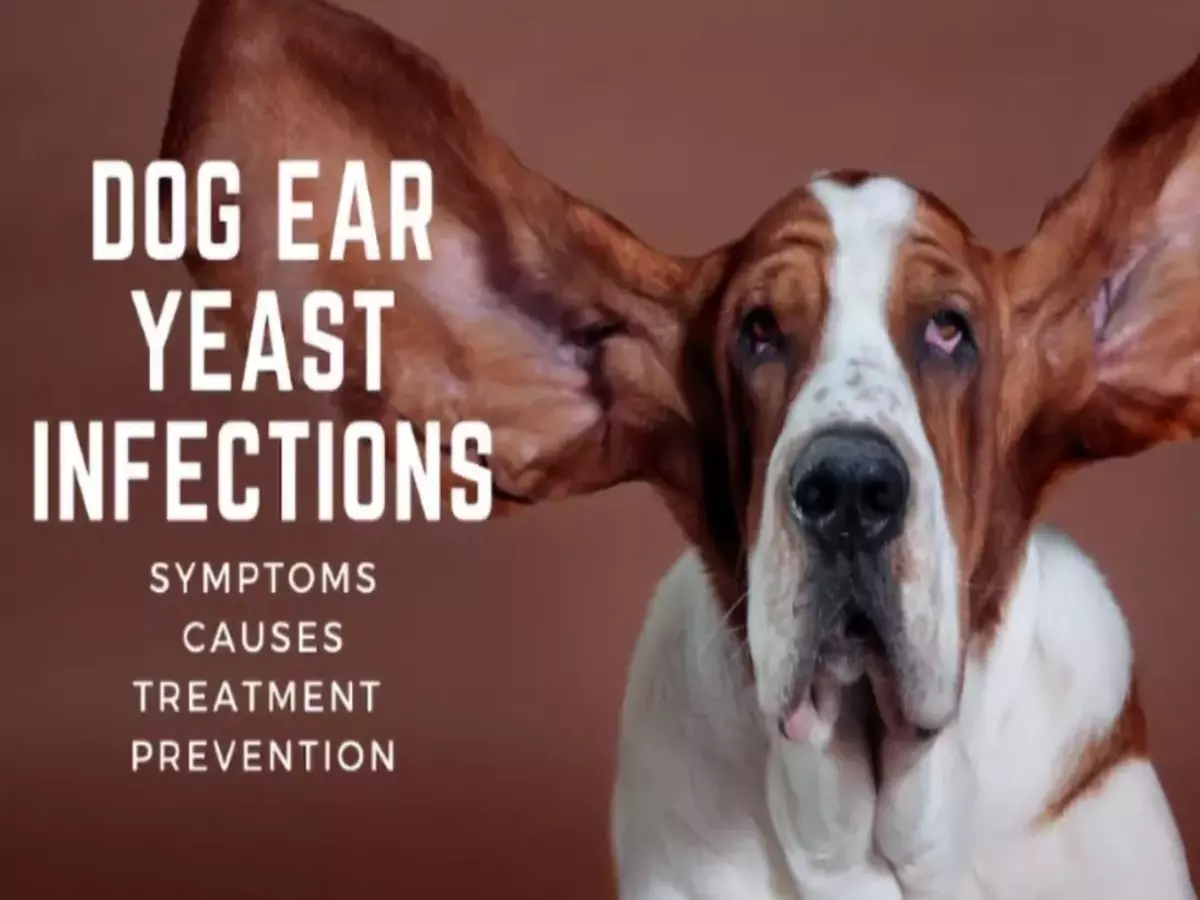Dog Food yeast infection