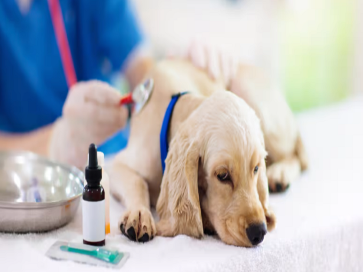 How to Heal a Dog Wound Fast