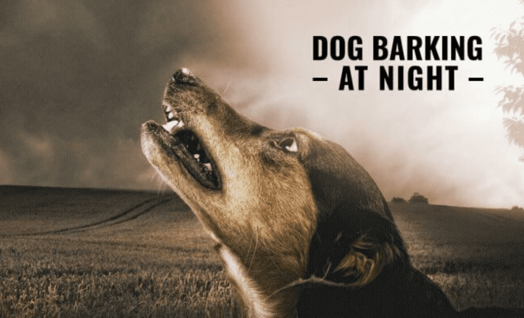 What Is Dogs Barking At Night Spiritual Meaning? Down Town Animals