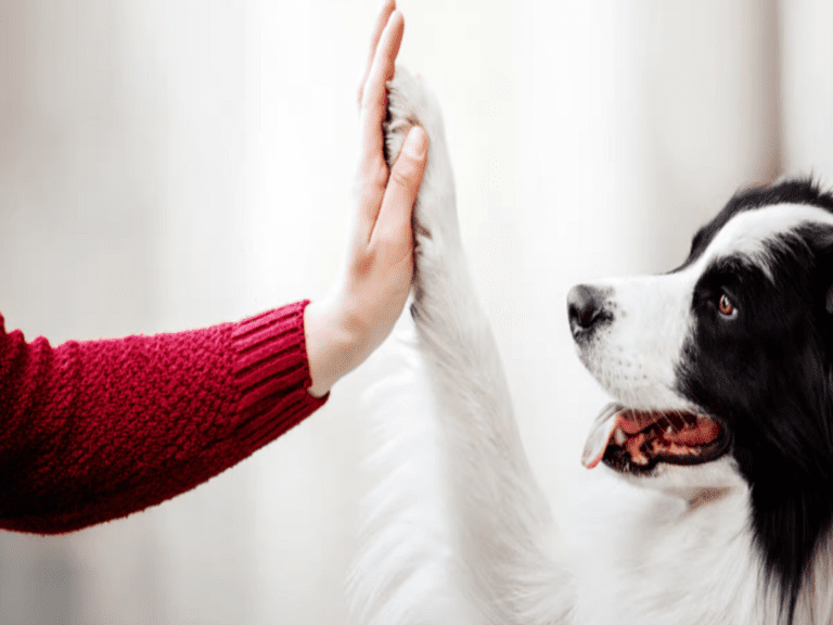 How To Build Trust With Your Dog – Simple Ways