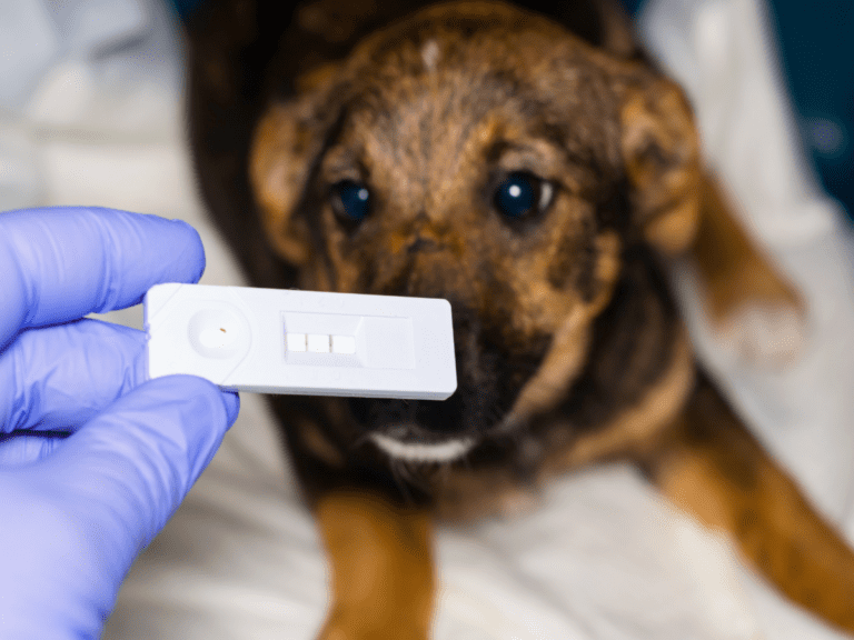 My Dog Survived Parvo Now What – Expert Guide