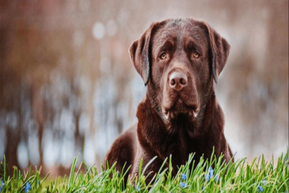 Dog not house trained at 1 year