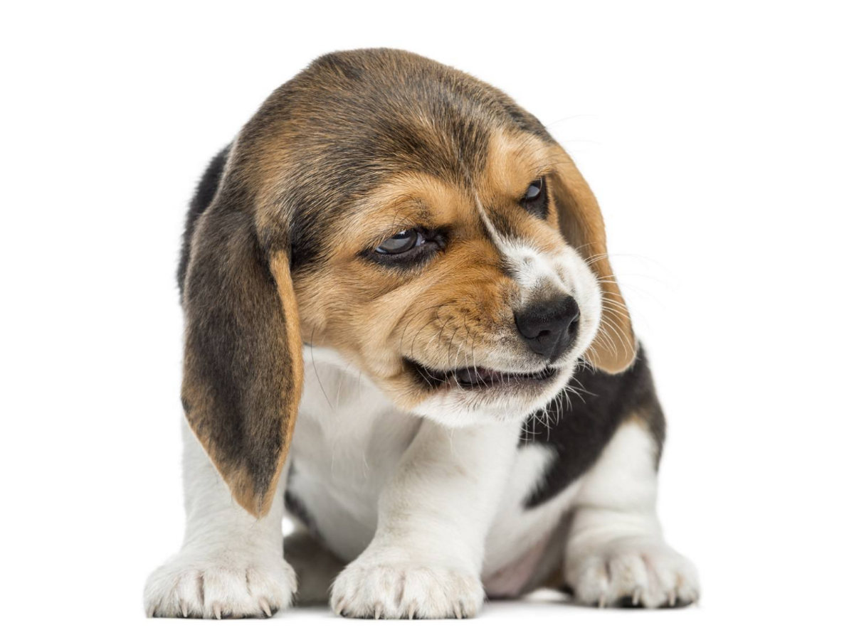 Why puppies are aggressive