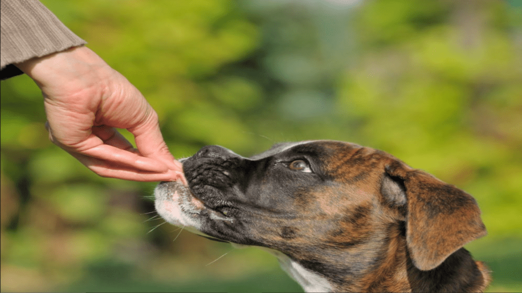 Rewarding Your Dog for Good Behavior
