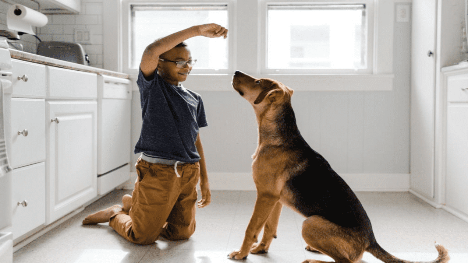 Dog Not House Trained At 1 Year What To Do? Down Town Animals