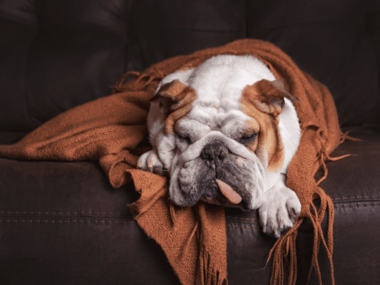 Pros and Cons Of dog Flu Vaccine – Canine Influenza