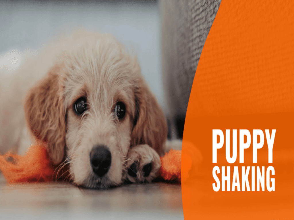 8 Week Old Puppy Shaking What To Do Down Town Animals