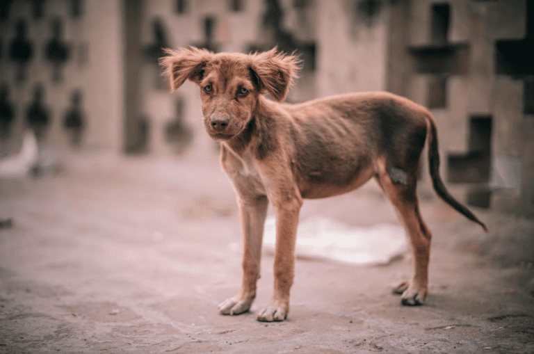 My Dog Is Skinny In The Back – Reasons & Solutions