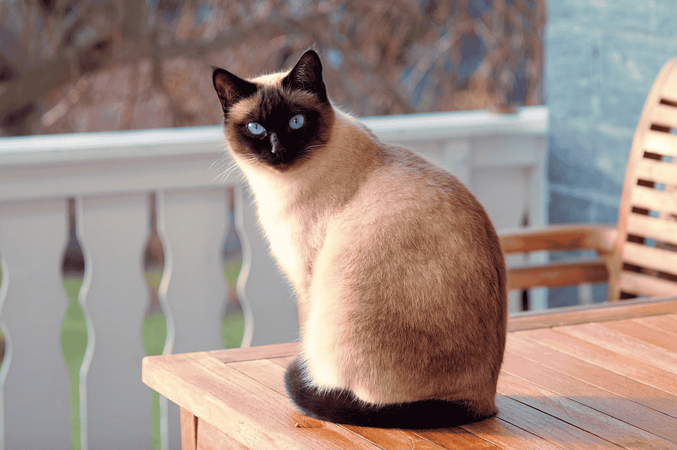 Finest Siamese Cats hypoallergenic Breeds - Expert Review