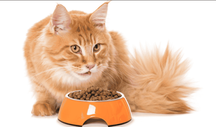 Orange Maine Coon Breed Caring Guide 2022