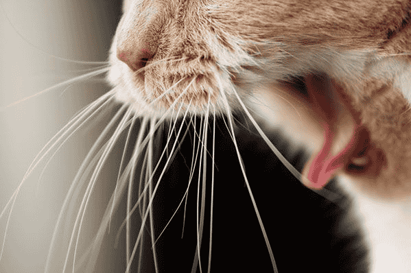 Cat Gagging Continuously - Reasons And Treatments