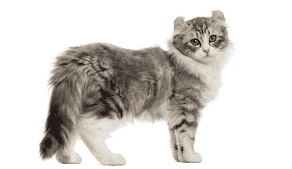 Kinkalow Cat