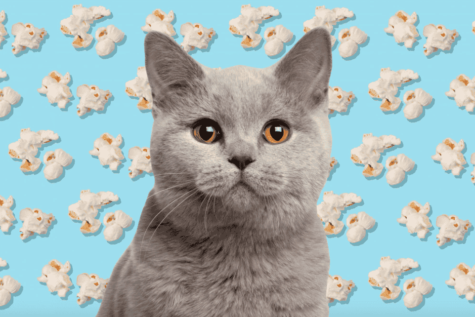 Can Cats Eat Popcorn - Detailed Guide 2022