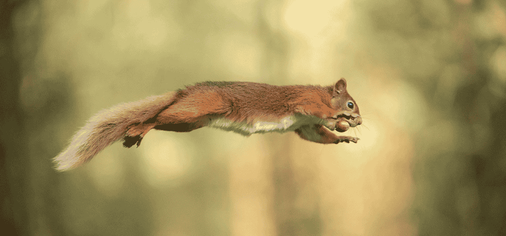 How High Can A Squirrel Jump