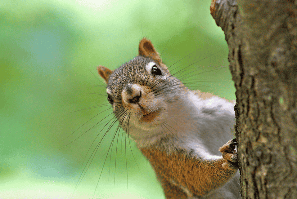 What Do Wild Squirrels Eat? 