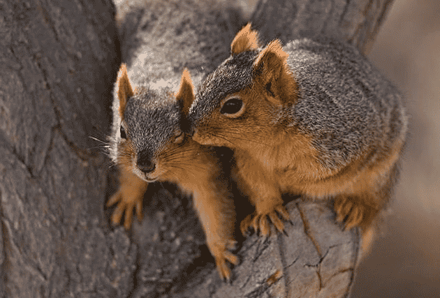 How Many Babies Do Squirrels Have?