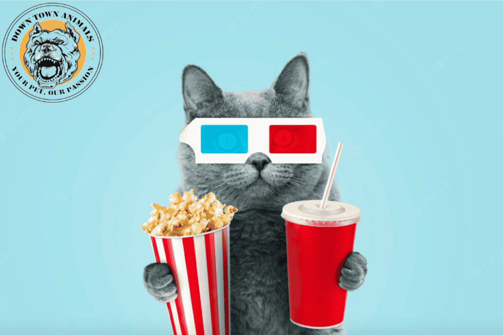 Can Cats Eat Popcorn - Guide 2022