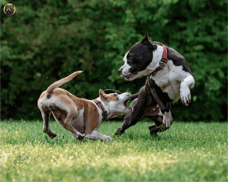How To Discipline A Dog After Fighting: Tips