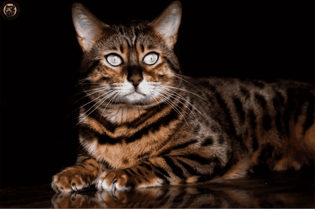 Cheetoh Cat Breed Complete Information