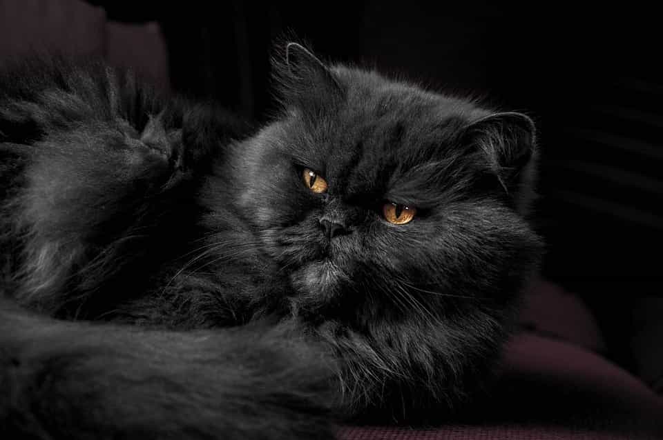 Black radgoll cat