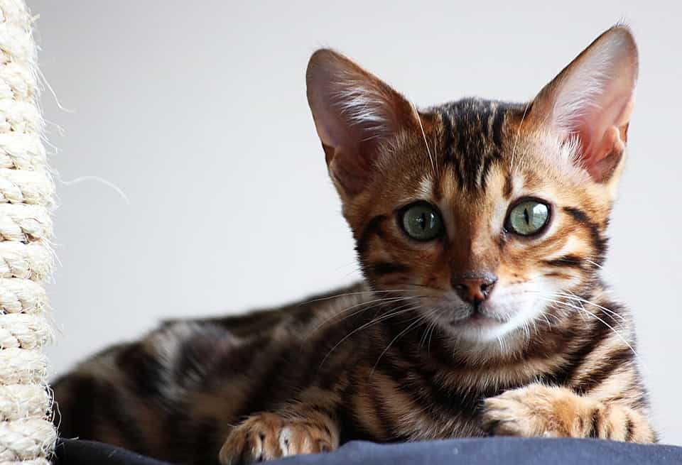Bengal Cat hypoallergenic