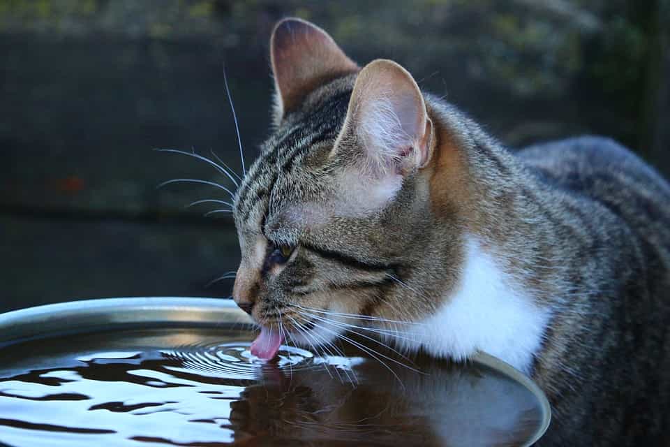 Why Is My Cat Drinking a Lot of Water All The Time