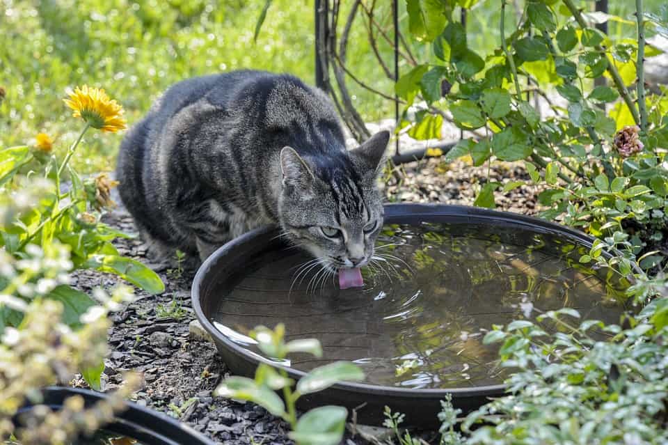 How Long Can A Cat Go Without Water? The Truth?