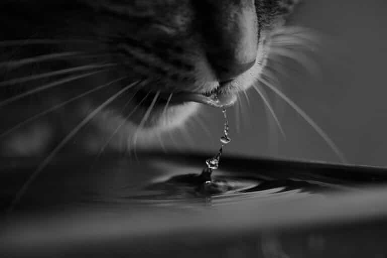 Why Is My Cat Drinking A Lot Of Water – Common Reasons