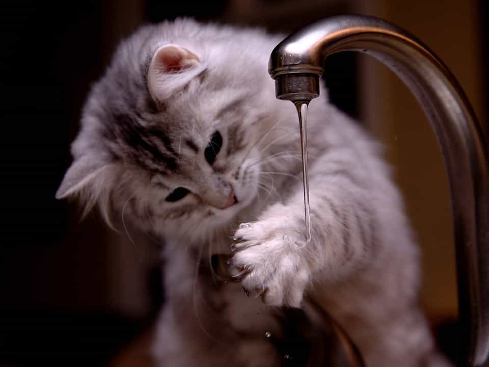How Long Can A Cat Go Without Water? 