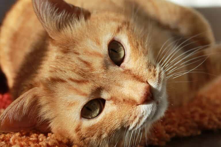 Heavy Breathing Cat – Reason Behind Abnormal Breathing in Cats