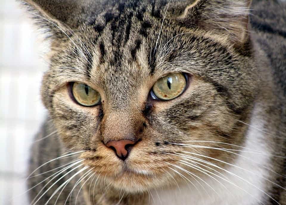 Bengal Cat hypoallergenic
