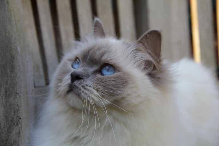 Blue Point Ragdoll – How To Check If My Ragdoll Is Purebred?