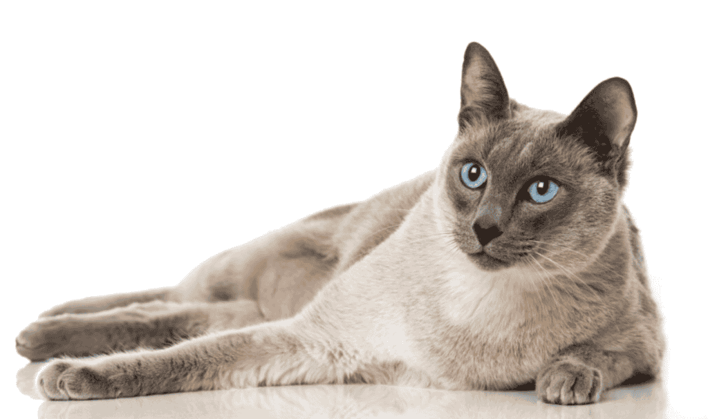 Tonkinese cat that don't shed