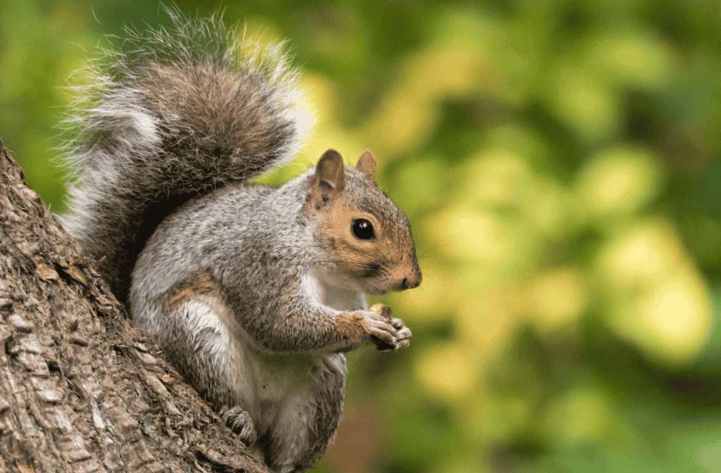 How Much Chocolate Can Squirrels Eat? 