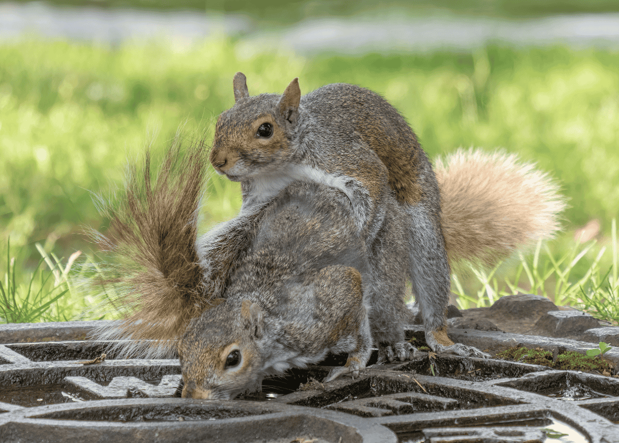 Do Squirrels Mate For Life?