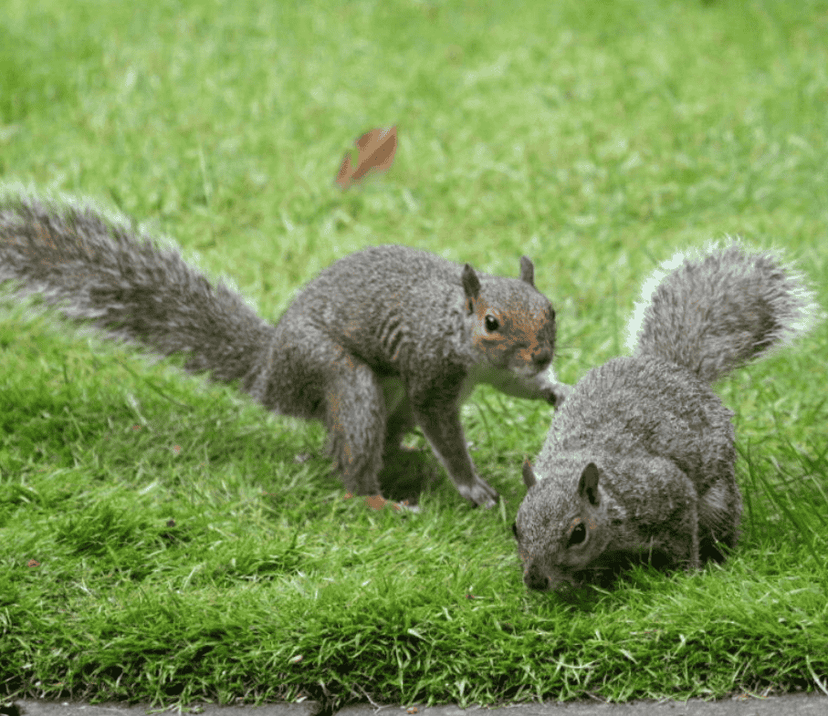 Do Male and Female Squirrels Live Together?