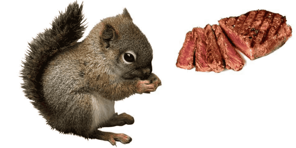 Do Squirrels Eat Meat?