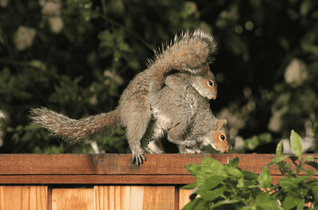 Squirrel breeding season