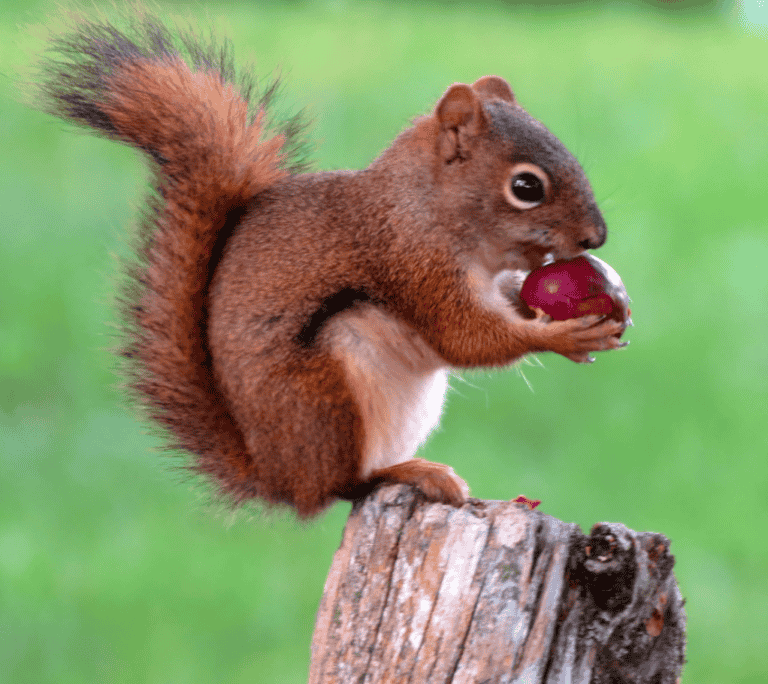 Do Squirrels Eat Apples, Stems and Seeds?