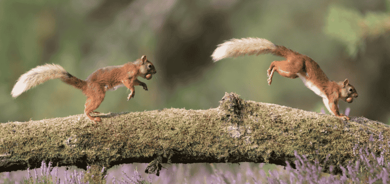 Why Do Squirrels Chase Each Other? 4 Reasons Why