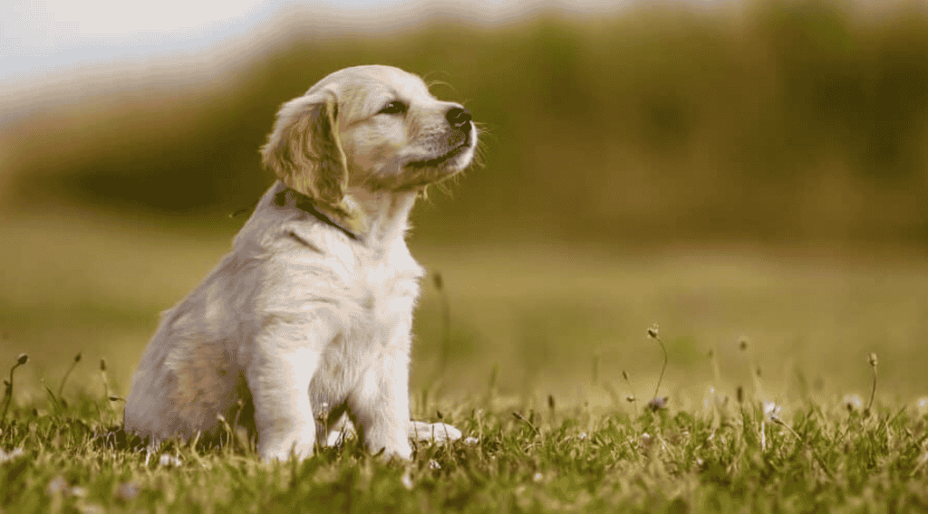 How Long Does it Take for Golden Retriever Puppies to Shed their Puppy Coat? 